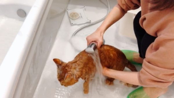 猫の洗い方