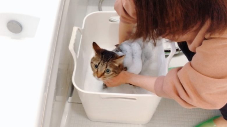 猫の洗い方